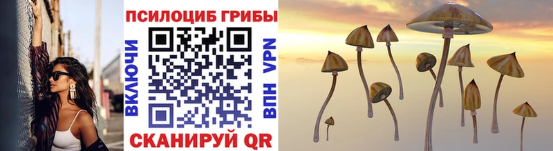 Купить  Волжск  Псилоцибиновые грибы Psilocybe 